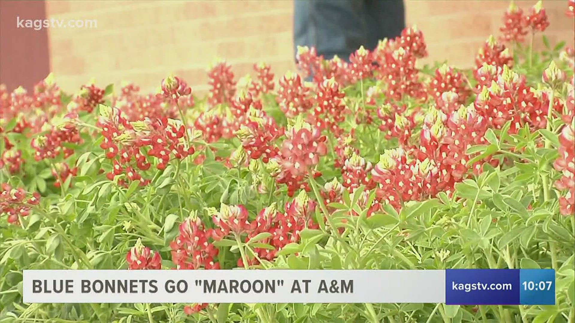 It's that time of year again and spring is almost here. We're beginning to see the first sign of our beloved state flower, the bluebonnet, begin to bloom, and now it has a touch of maroon thanks to some few special Aggies.