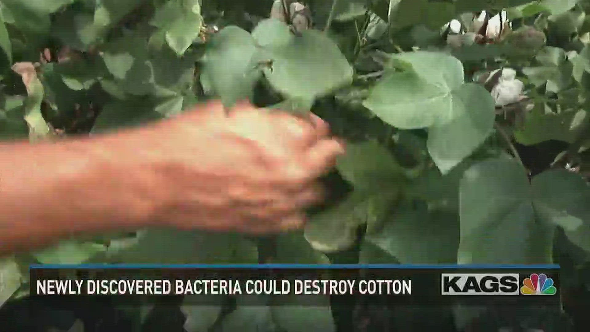 A researcher at Texas A&M discovered a new bacteria that can destroy cotton crops