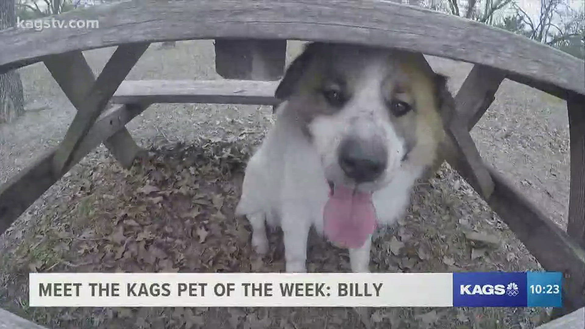 Our KAGS Pet of The Week this week is Billy. This ball of fluff is a bundle of energy, loves to run around the yard, and will make the perfect best friend.