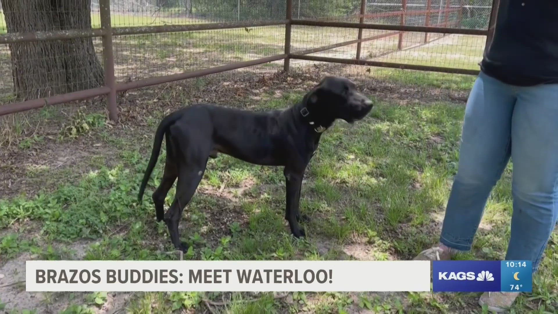 This week's Brazos Buddy is Waterloo, an approximately four year old Great Dane-Labrador mix that's looking to be adopted.