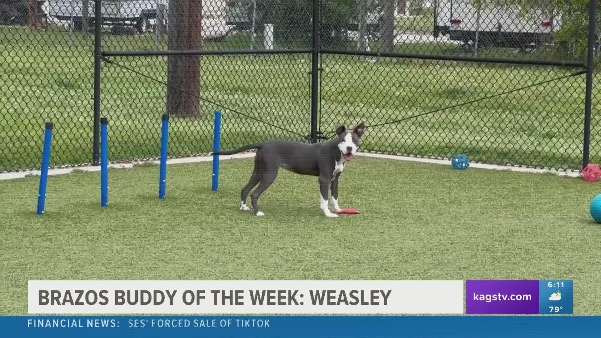 This week's featured Brazos Buddy is Weasley, an eight-month-old Pit Bull mix that's looking to be adopted.