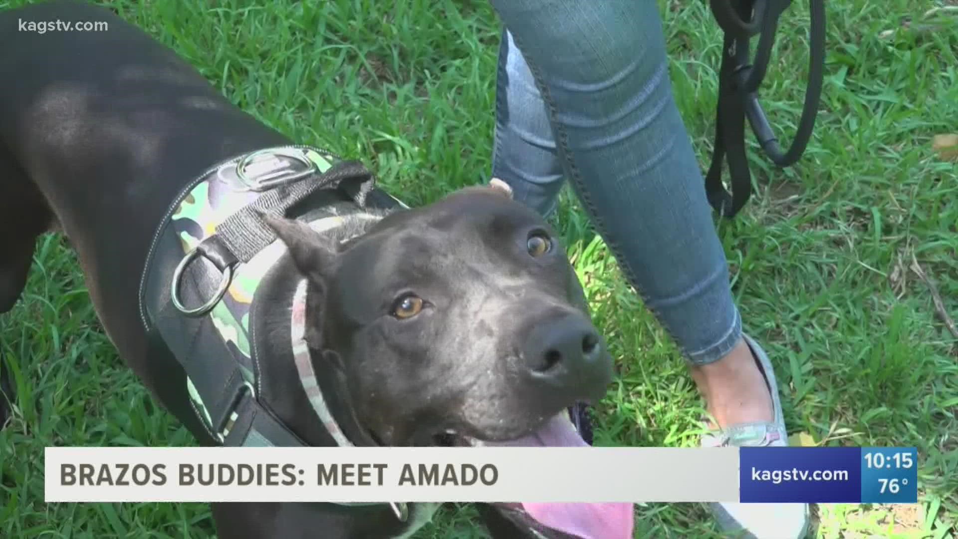 Amado is a 3-year-old Lab Staffordshire mix and is both house and crate trained.
