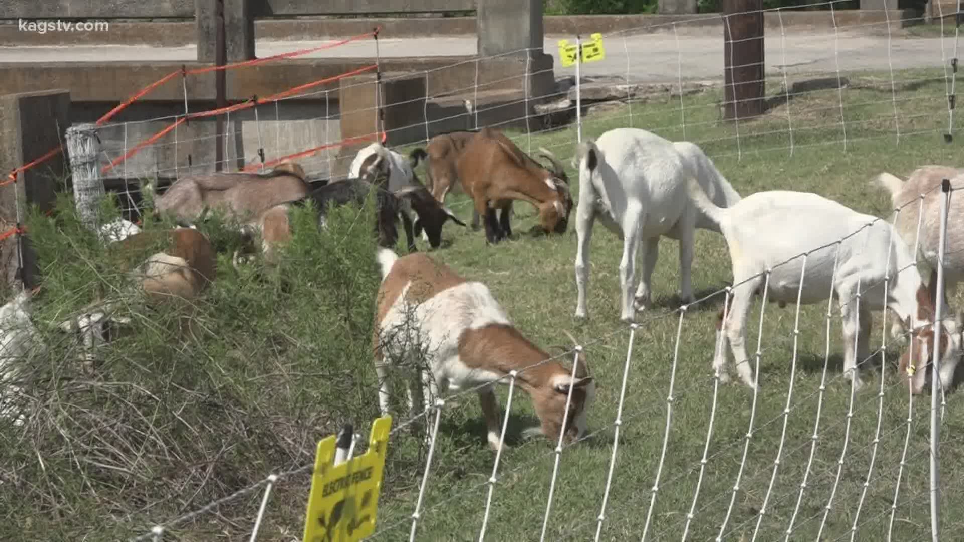 The City of Navasota contracted with Rent-A-Ruminant Texas to help clear multiple areas alongside Cedar Creek through Aug. 2.