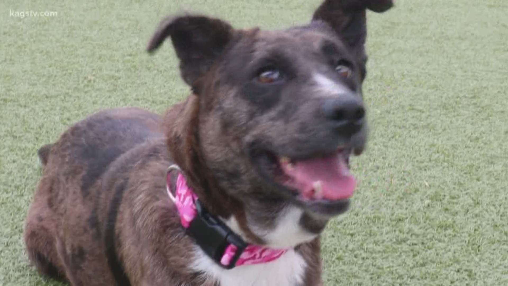 Miss Piggy is a Catahoula mix available for a $20 adoption fee at Bryan Animal Center.