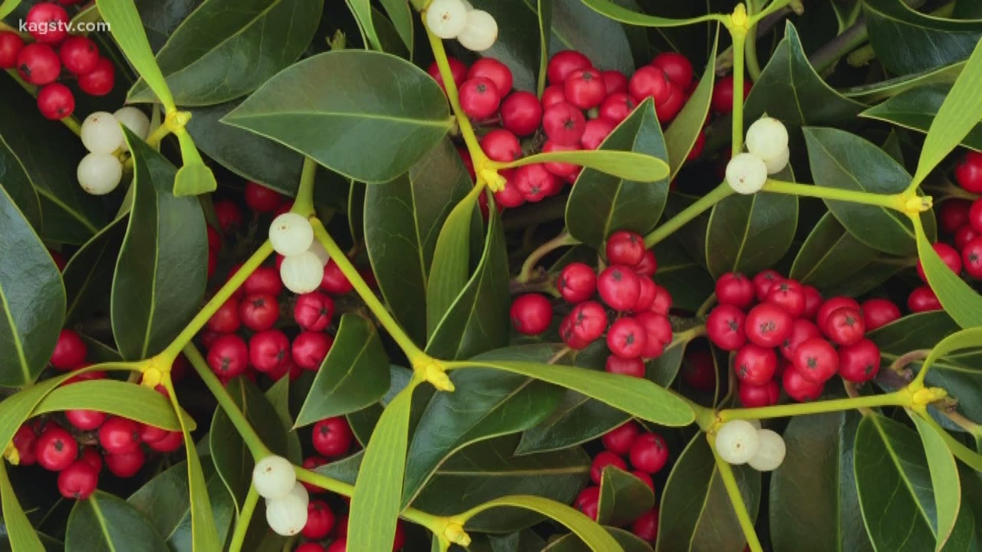 Many have started to decorate for the holidays but a plant that many use for décor, or for something even more, may actually be a danger.