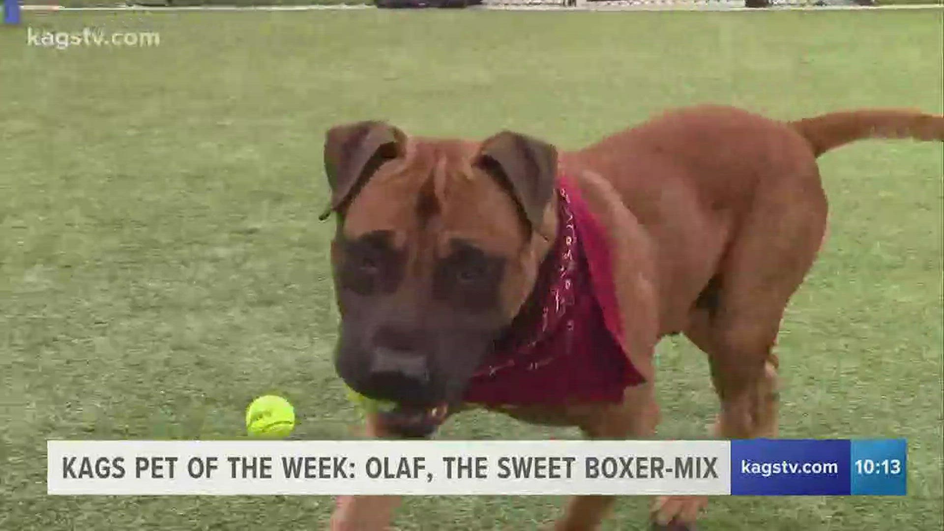 For this week's pet showcase we take a look at Olaf, a 4-year-old boxer mix from the Bryan Animal Shelter.