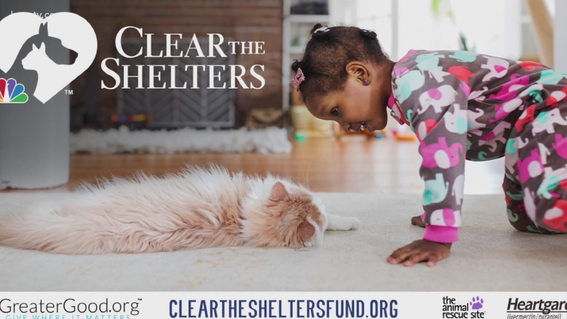 August is Clear the Shelter Month! If you’ve been thinking about adopting a pet, now is the perfect time to do it!