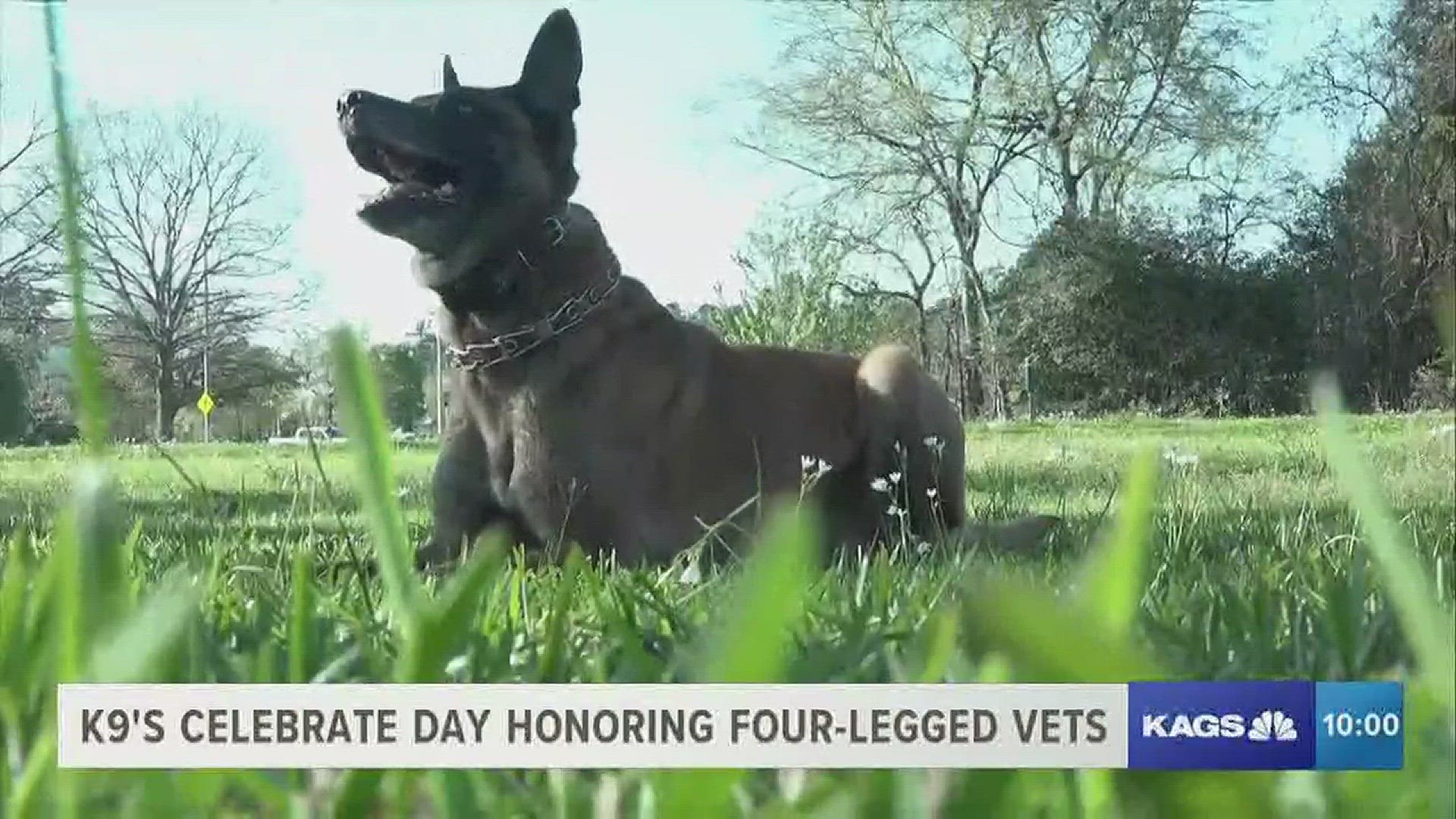 It's National K9 Veterans Day - honoring dogs in various lines of duty. Kacey Bowen introduces us to one canine and his partner on this day honoring four-legged heroes.