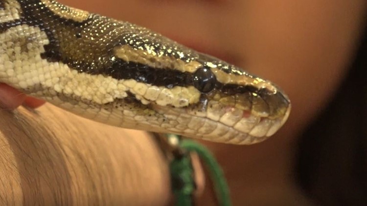 BISD students learn about STEM with snakes
