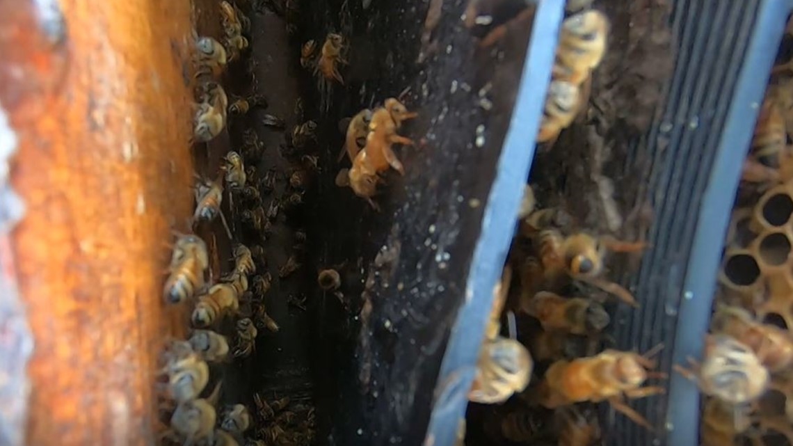 Bryan beekeeping lessons to be held on Sat, Sept. 24 - Vimarsana News