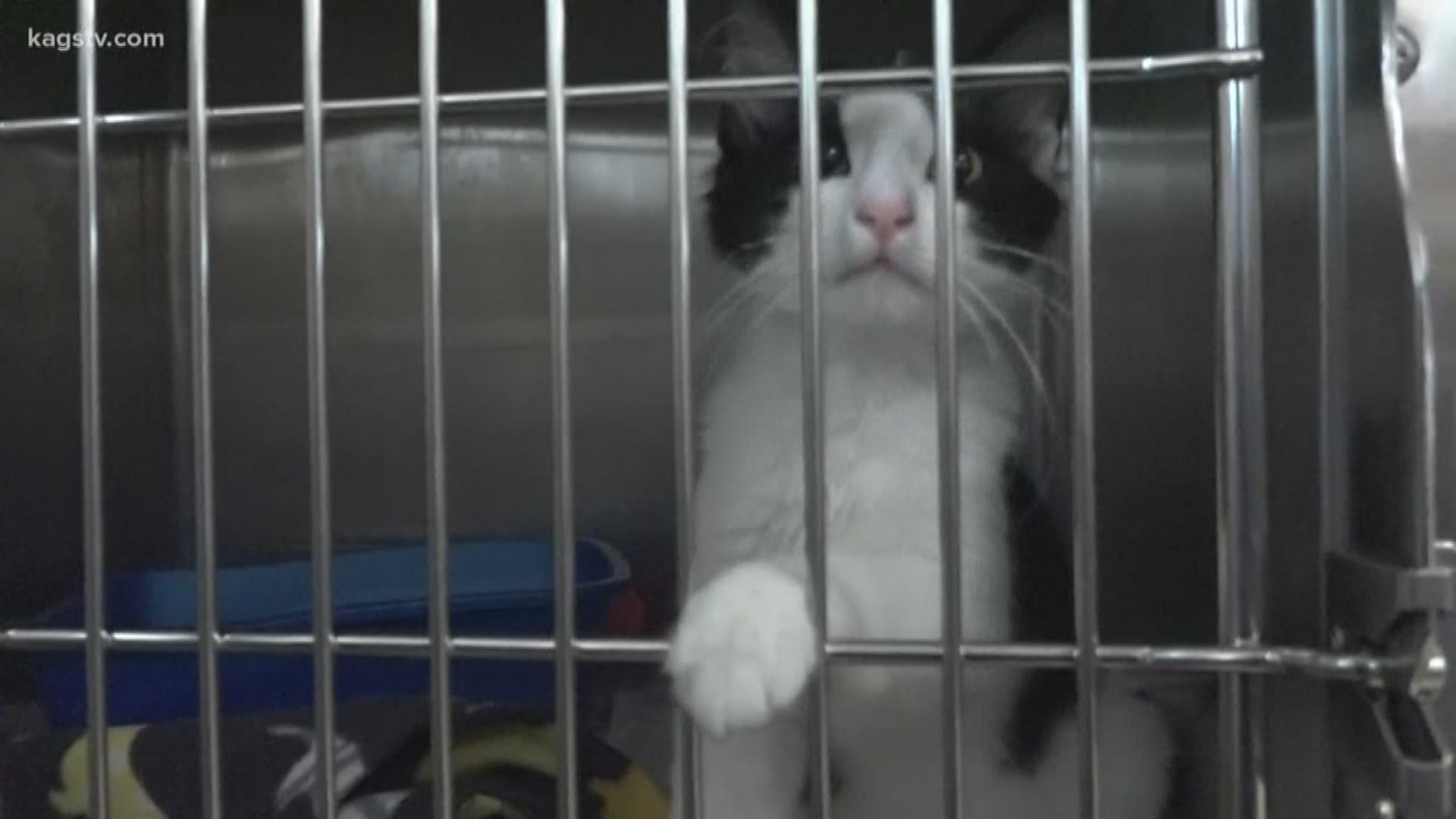 Penguin is available for adoption at the Aggieland Humane Society.