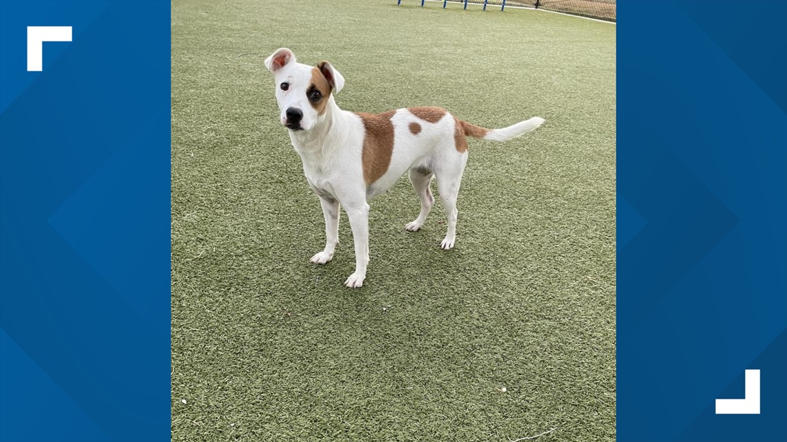 KAGS Brazos Buddies pet of the week: Darla - Vimarsana News