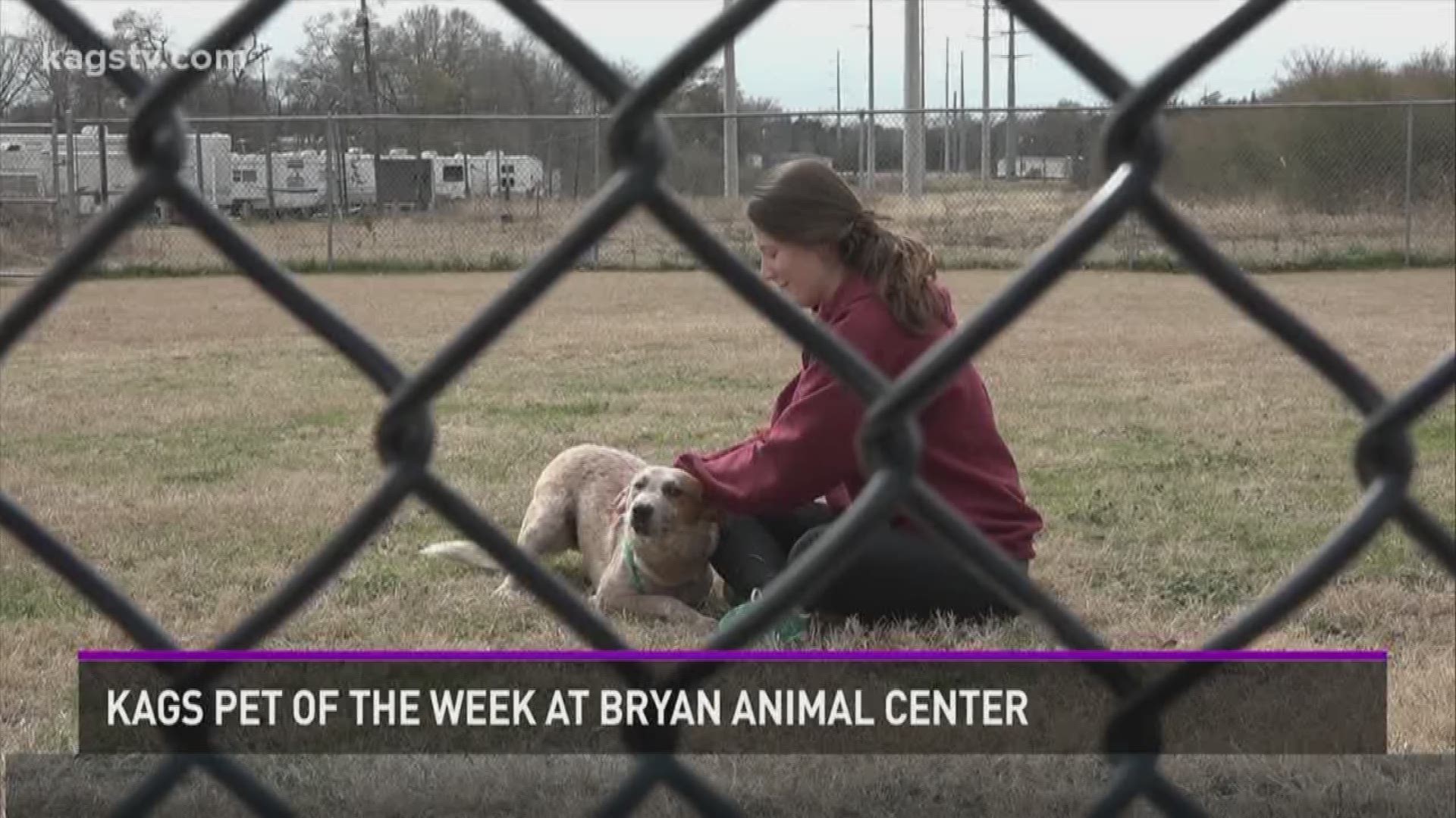Welcome to our new KAGS pet of the week segment. I'll be visiting shelters and rescue groups in the area to showcase some of the animals that need forever homes. This week we stopped by the Bryan Animal Center. Take a look.
