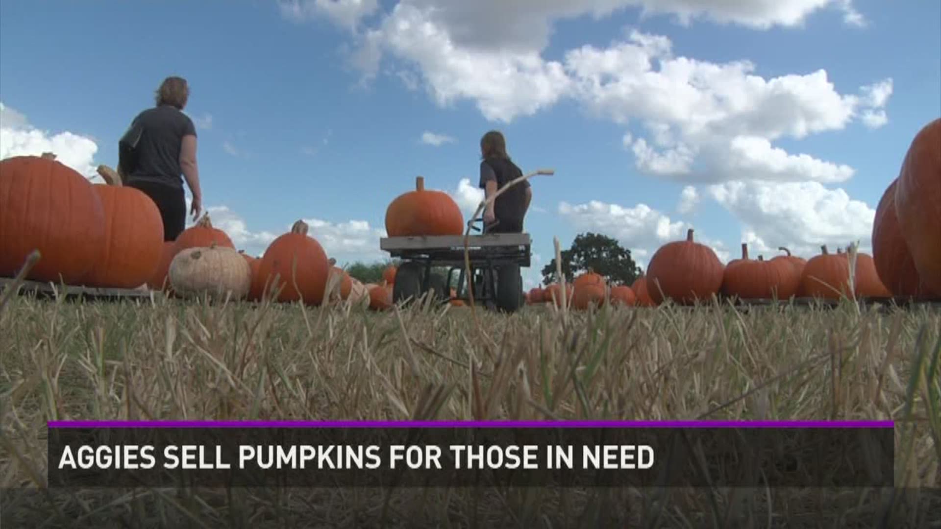 The Habitat for Humanity's annual pumpkin patch is raising money to help build a homes for families in need. 
