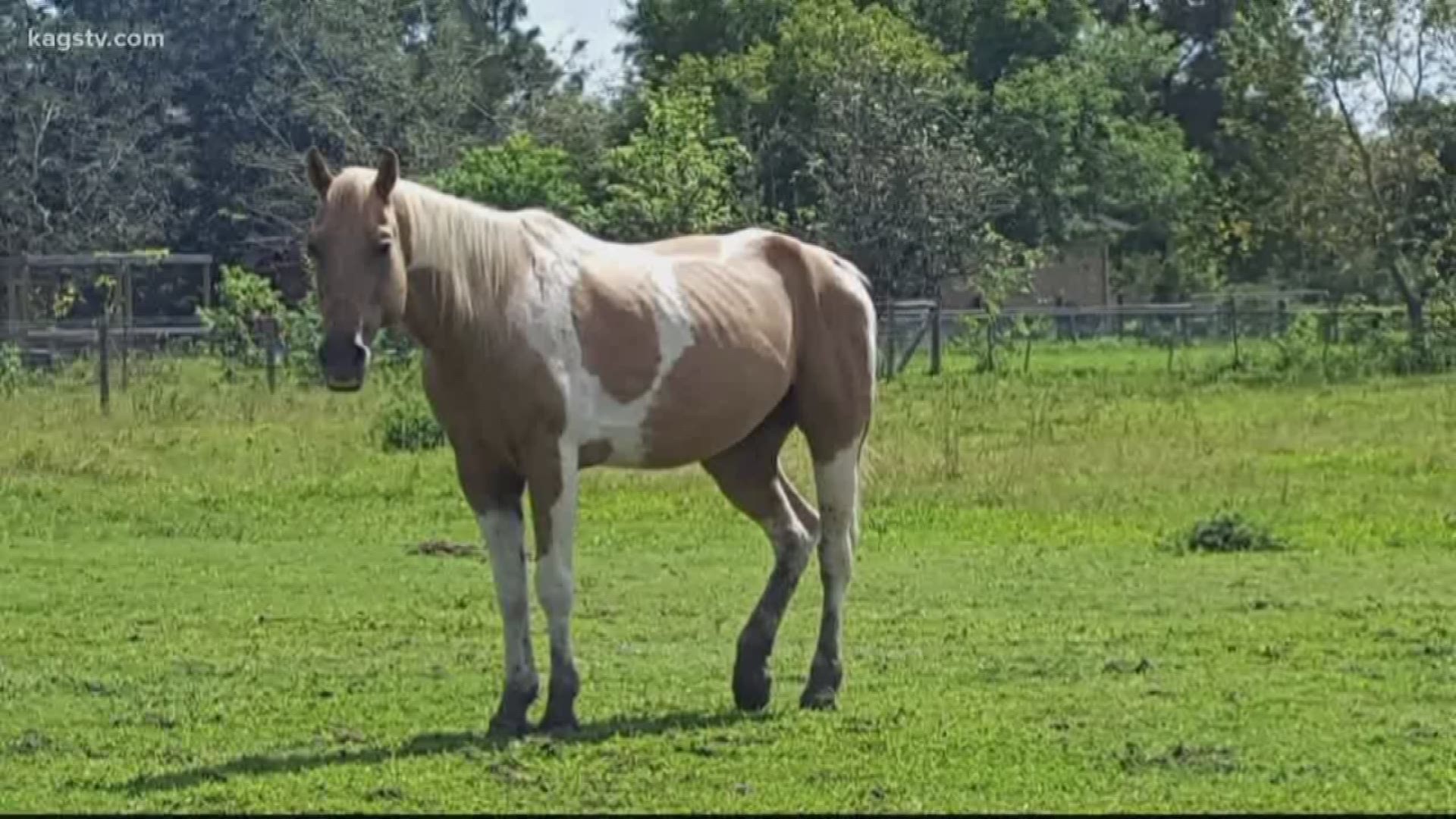 The Bluebonnet Equine Human Society say they've now rescued 1,000 horses in just thirteen years on the job.