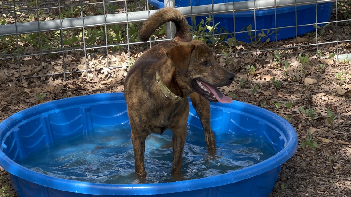 KAGS Brazos Buddies featured pet of the week: Beaver Nugget - Vimarsana News