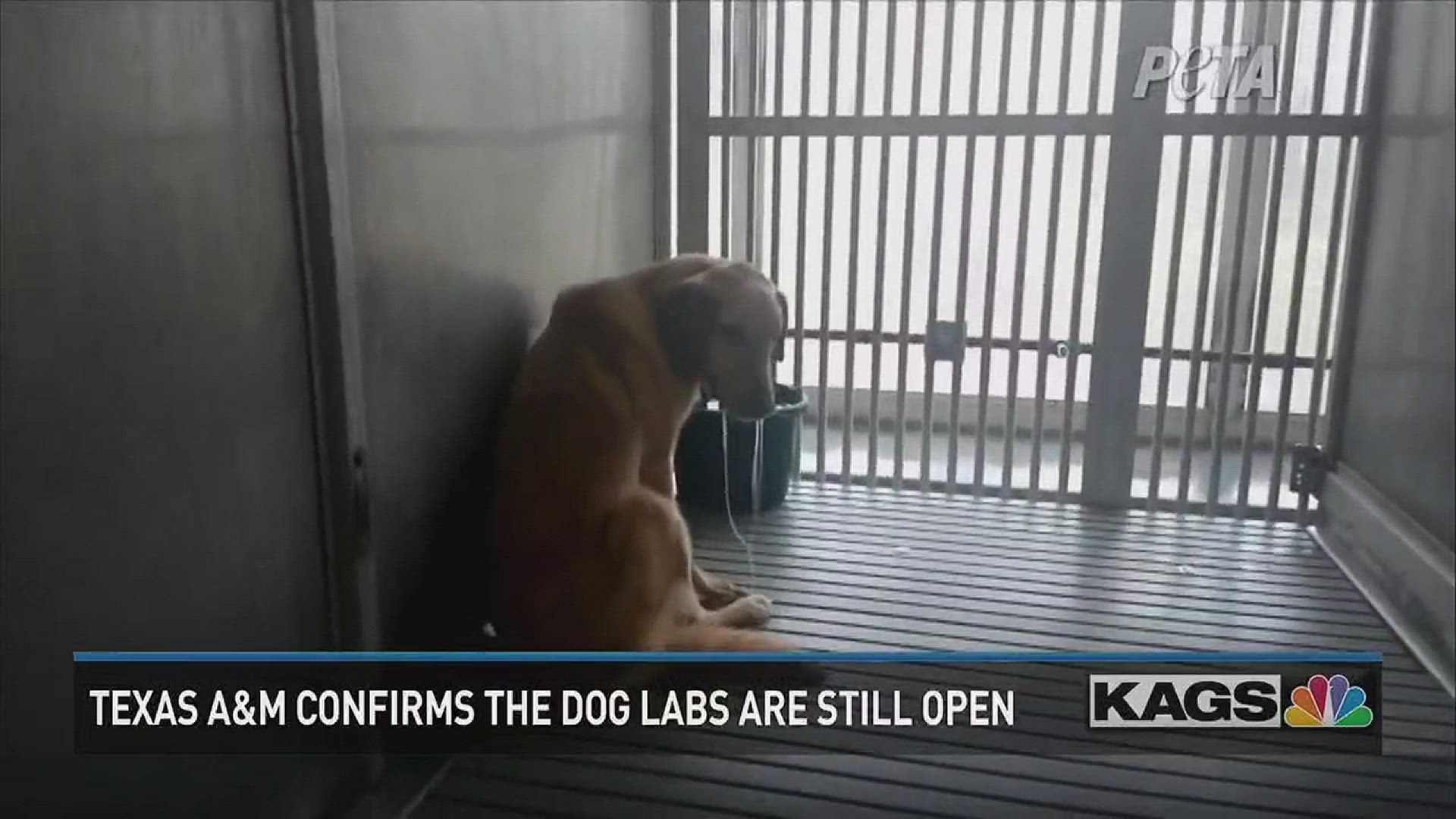 PETA recently reported controversial dog research labs had been closed. TAMU confirms the labs are still open.