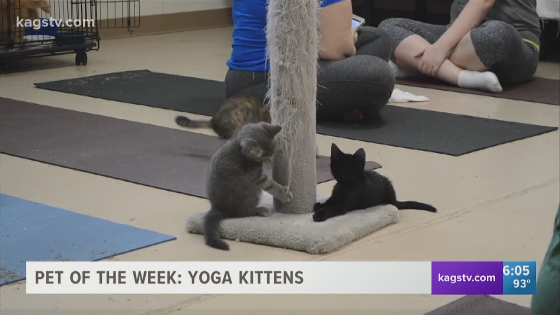 They say finding your inner peace can be challenging enough. Well, now you can add in a handful of kittens to the mix. That is exactly what is going on at Aggieland Humane Society.