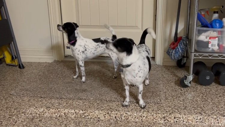 Brazos Buddies featured pets of the week: Dorothy and Blanche