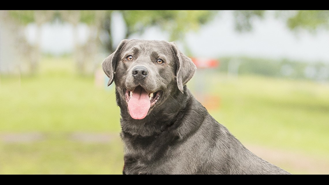 College Station dog nominated for Hambone Award - Vimarsana News