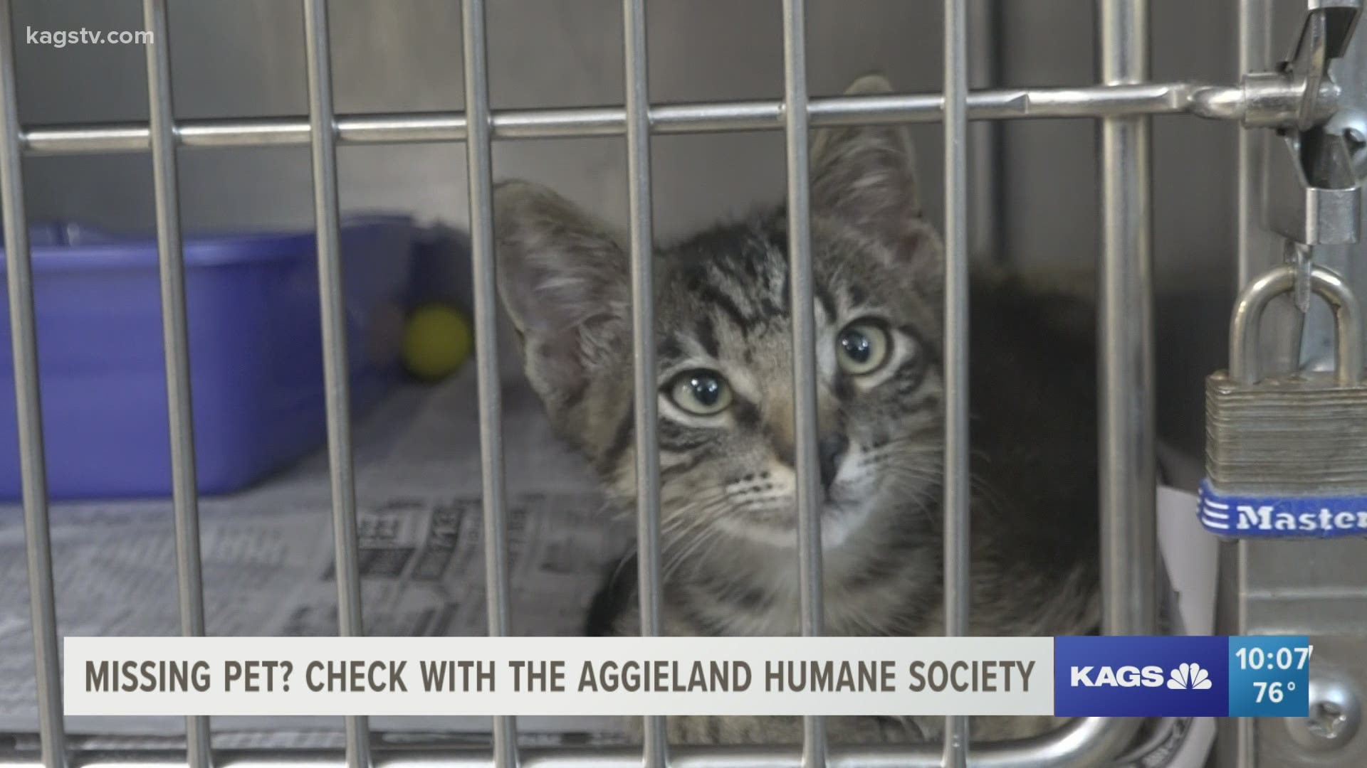 The Aggieland Humane Society has taken in more than 100 stray pets within the past week