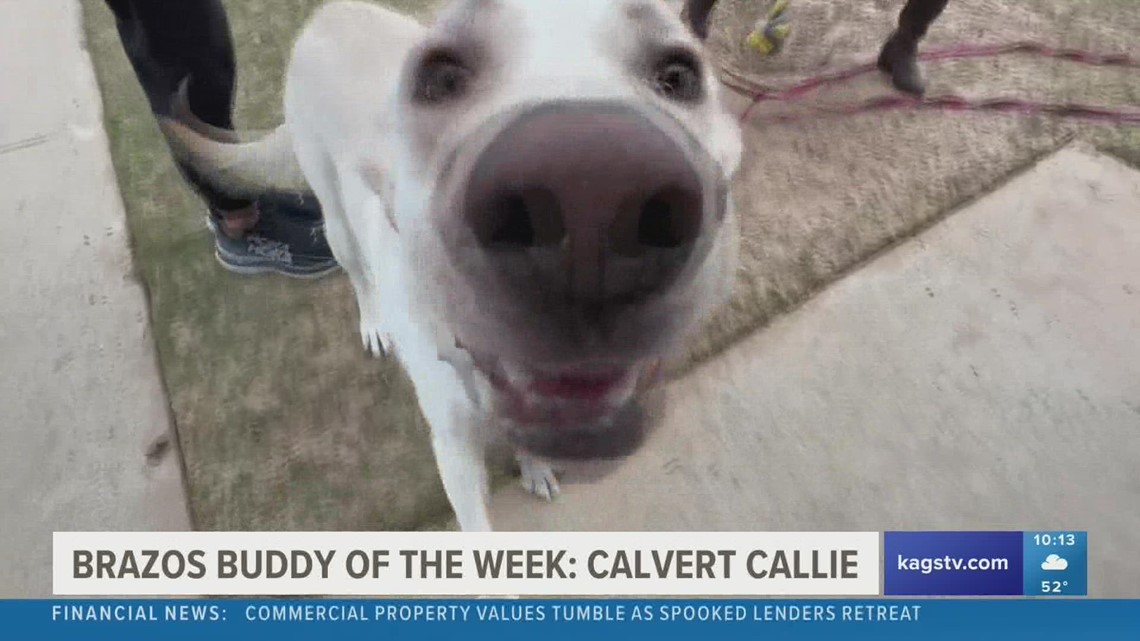 Brazos Buddies featured friend of the week: Calvert Callie