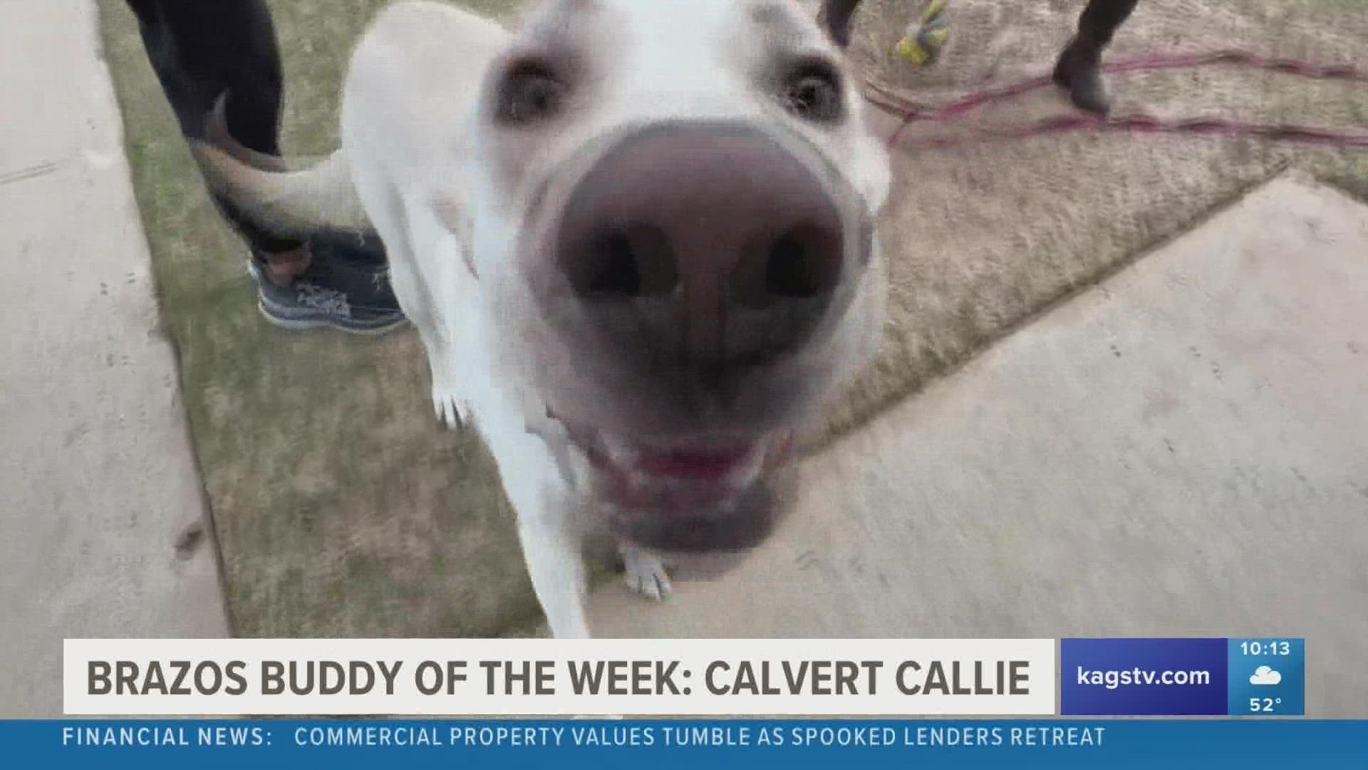 This week's featured Brazos Buddy is Calvert Callie, a two-year-old lab mix that's looking to be adopted.