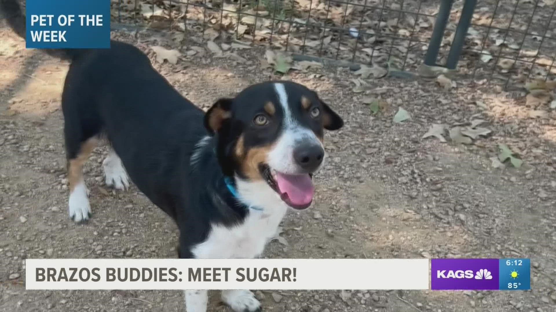 This week's featured Brazos Buddy is Sugar, a one-year-old terrier mix that's looking for his forever home.