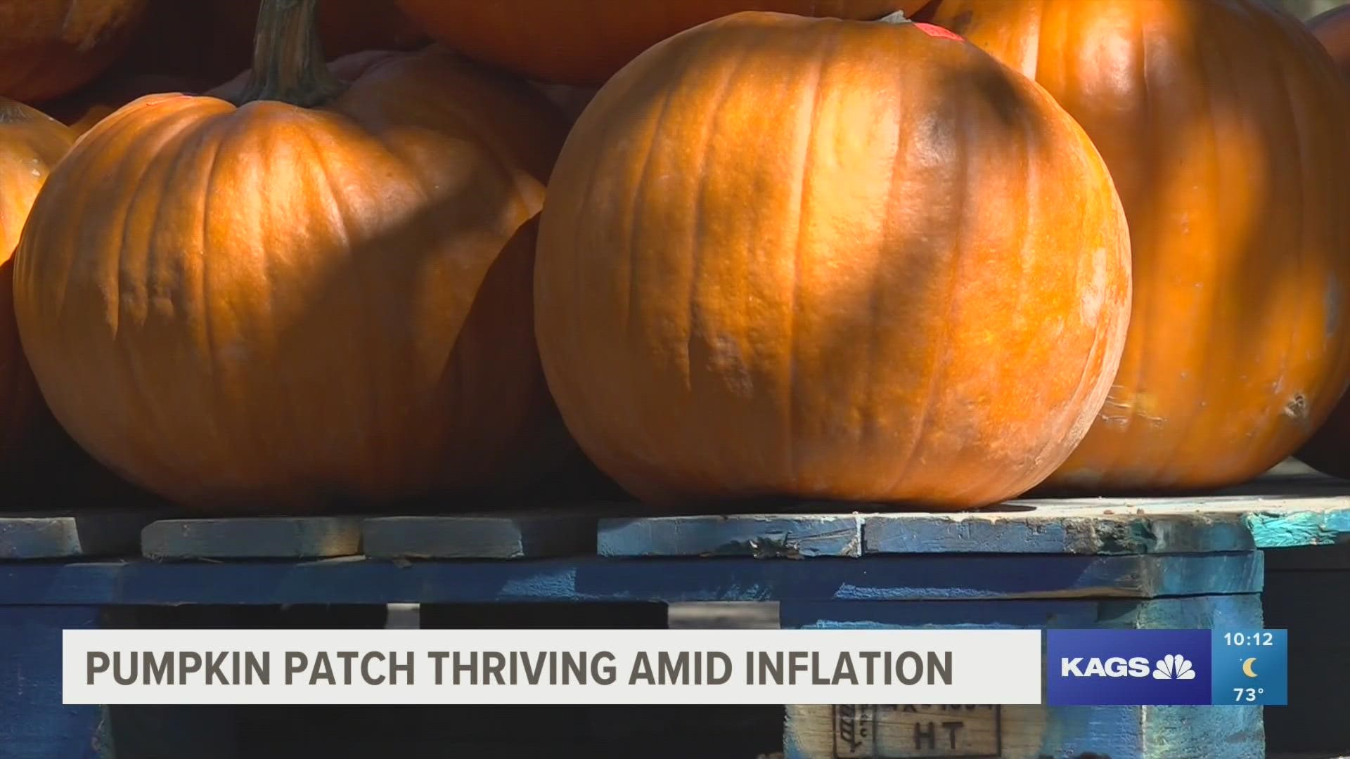 The Farm Patch opened in 1975, and despite persistent inflation and sporadic temperatures, they are still able to host their month long Pumpkin patch.