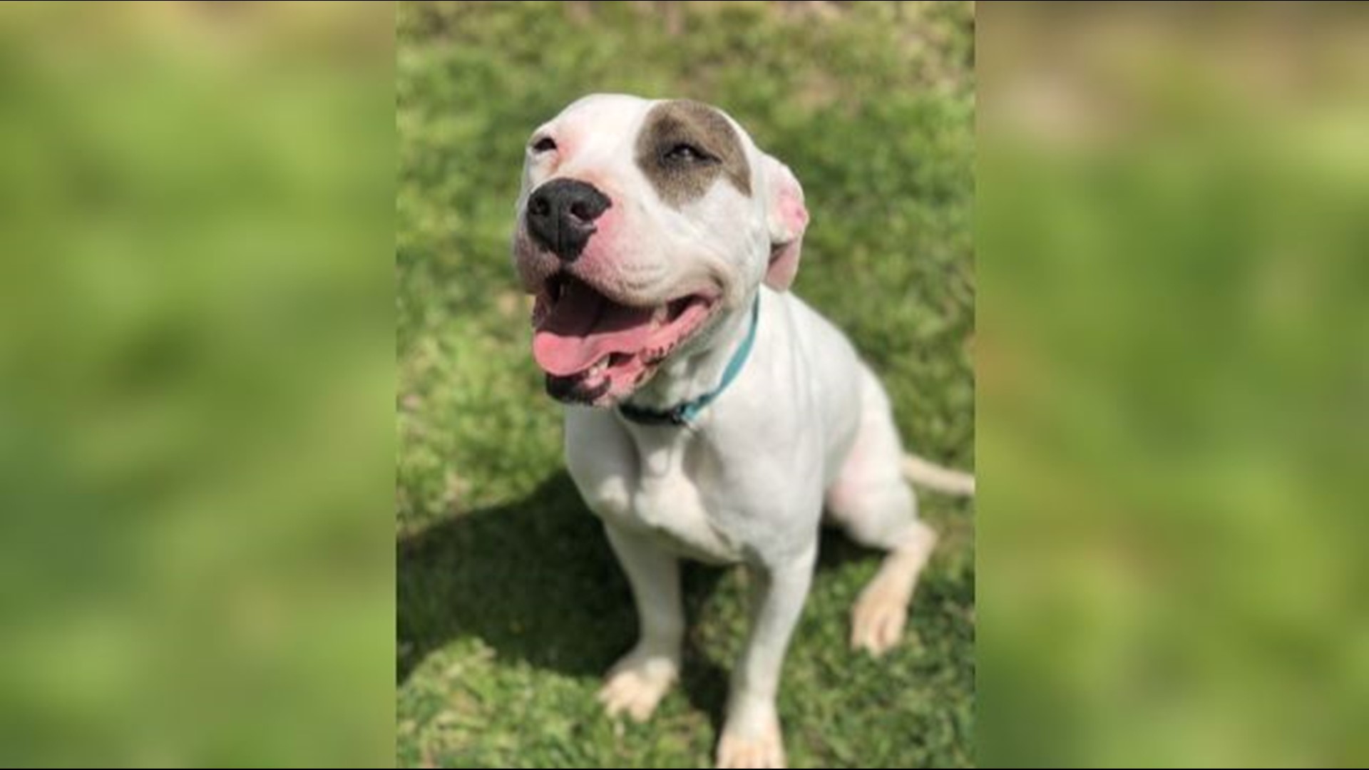 Vera is a pit bull mix with a very sweet nature.