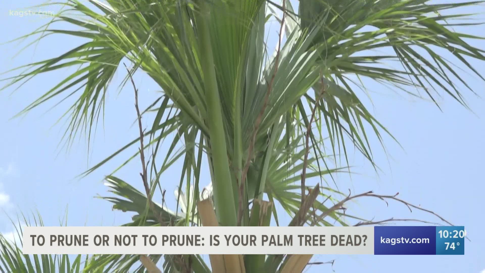 The Gardens at Texas A&M have been getting a lot of questions as to whether palm trees in our area are dead or alive after February’s winter storm.