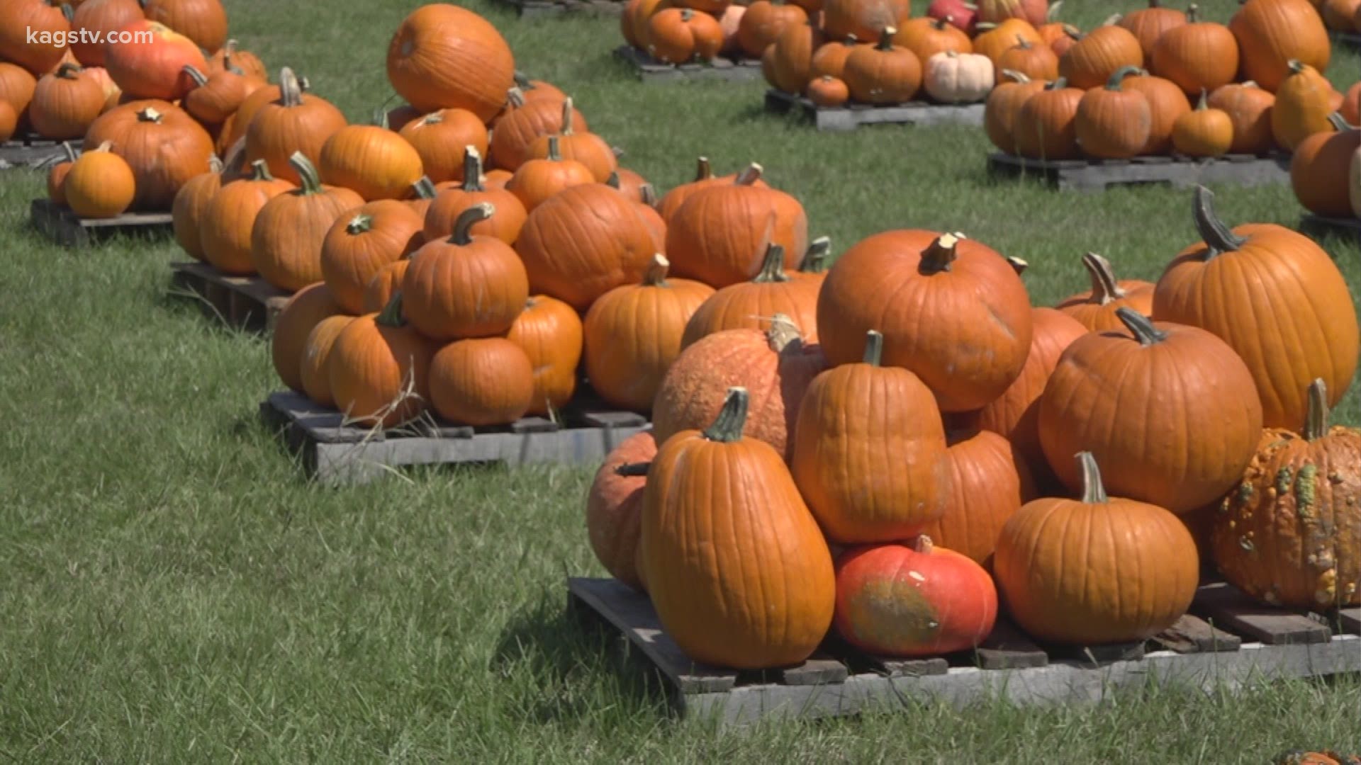 Local pumpkin patches selling more gourds than past seasons.