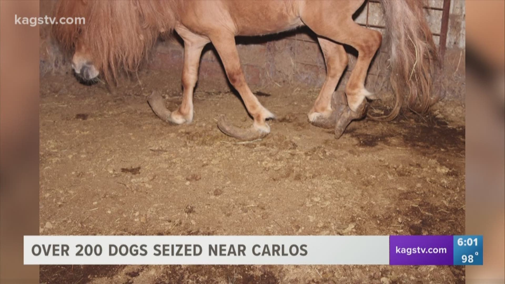 Almost 300 hundred animals, living in horrible conditions, were seized on Wednesday