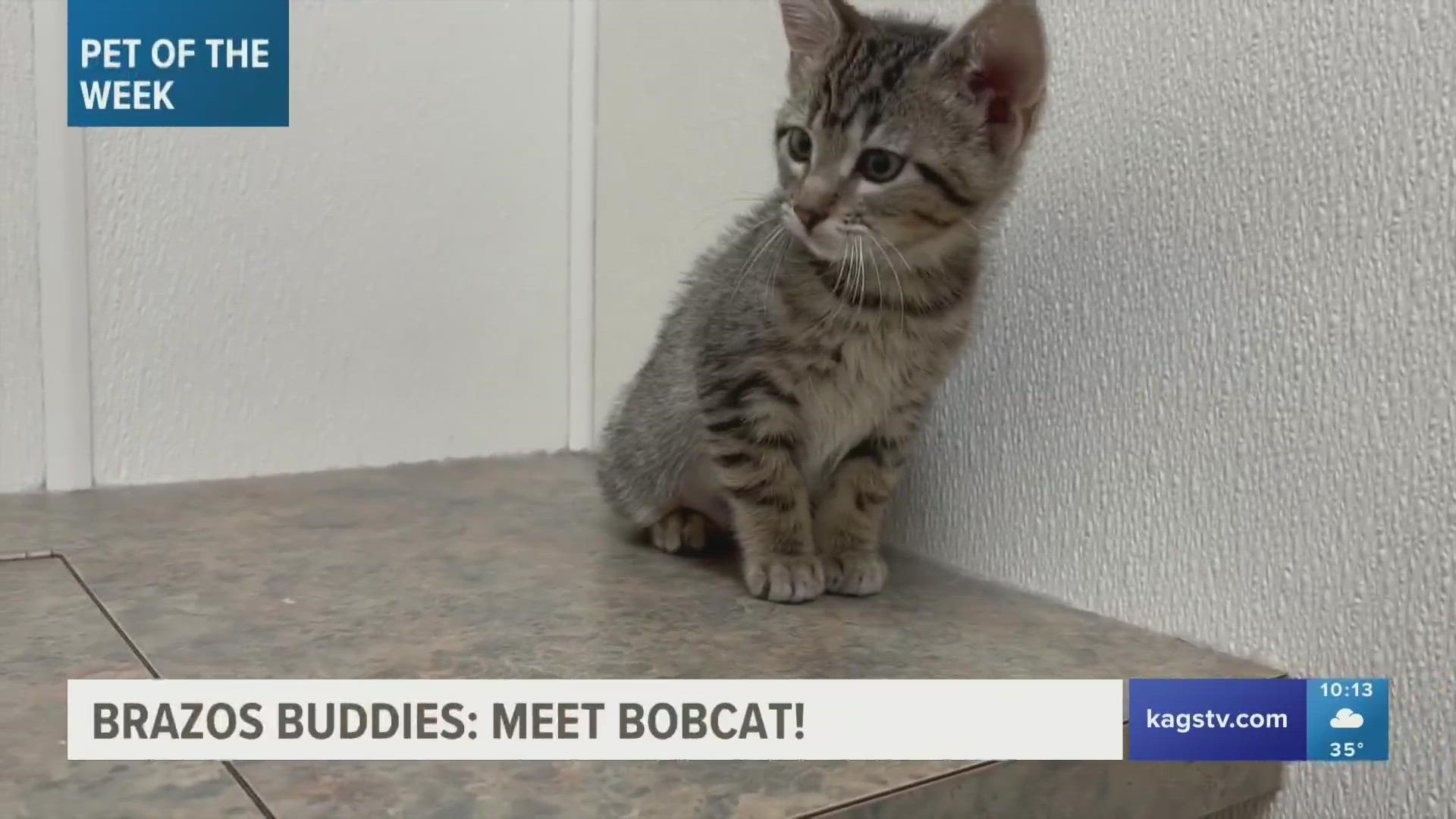 This week's featured Brazos Buddy is Bobcat, a two-month-old domestic short hair mix cat that's looking to be adopted.
