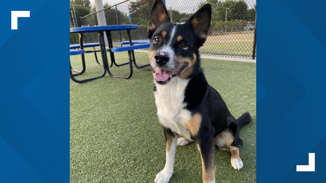 Brazos Buddies pet of the week: Ryder - Vimarsana News