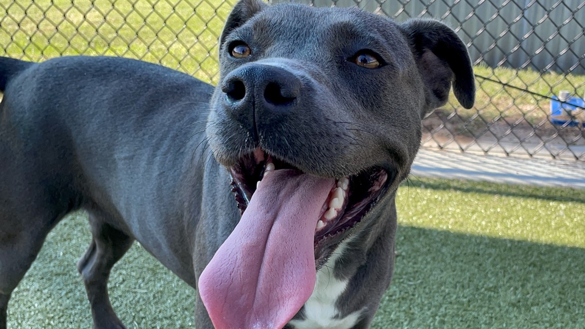 Bryan Animal Shelter faces max capacity as new year begins - Vimarsana News