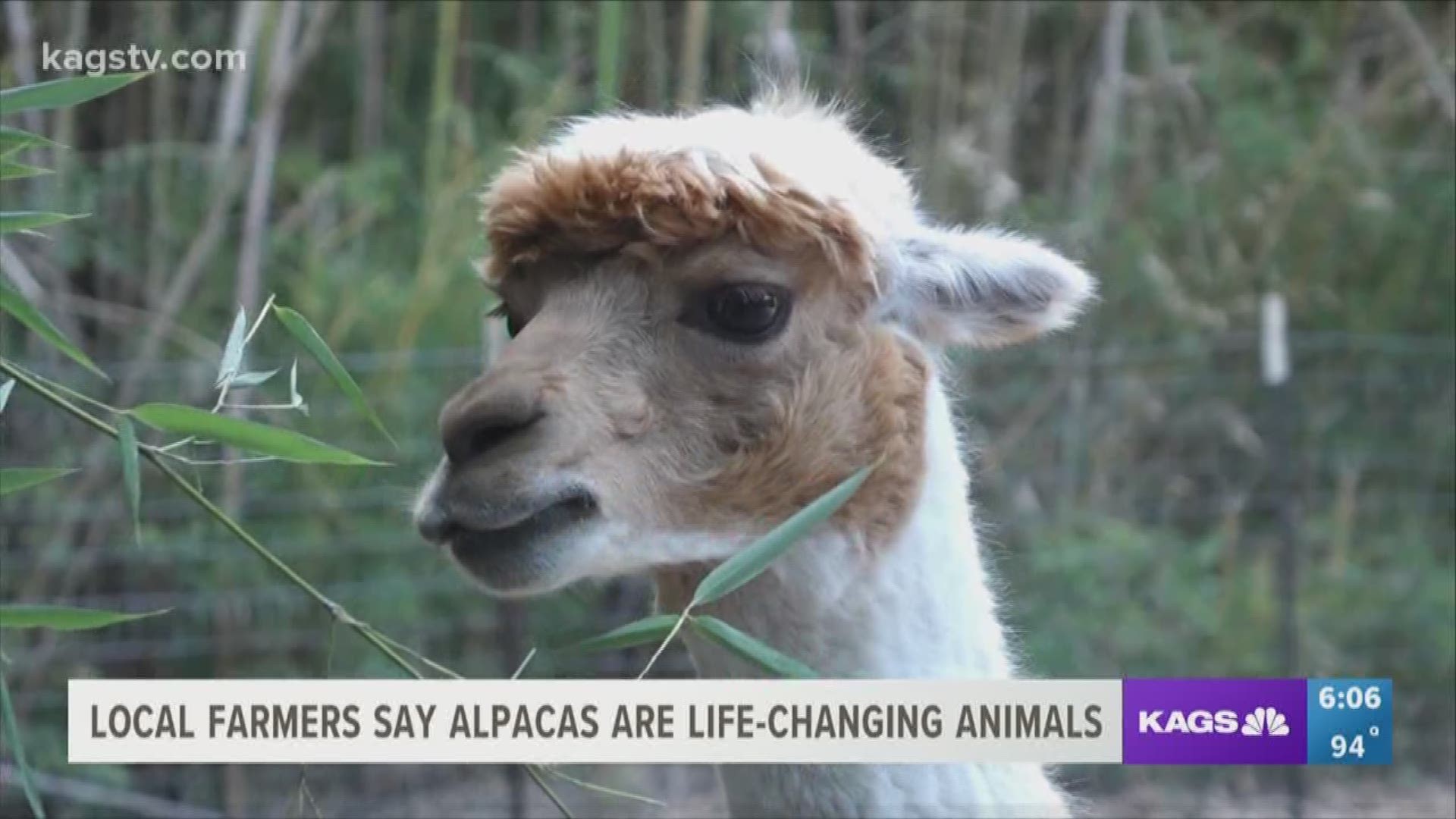 Donna and Alex Lamarche never thought they'd own a farm, much less own a herd of alpacas but after their son Michael Lamarche suffered permanent brain damage from a car accident at 16, Donna and Alex knew they had to make big changes to their lives.