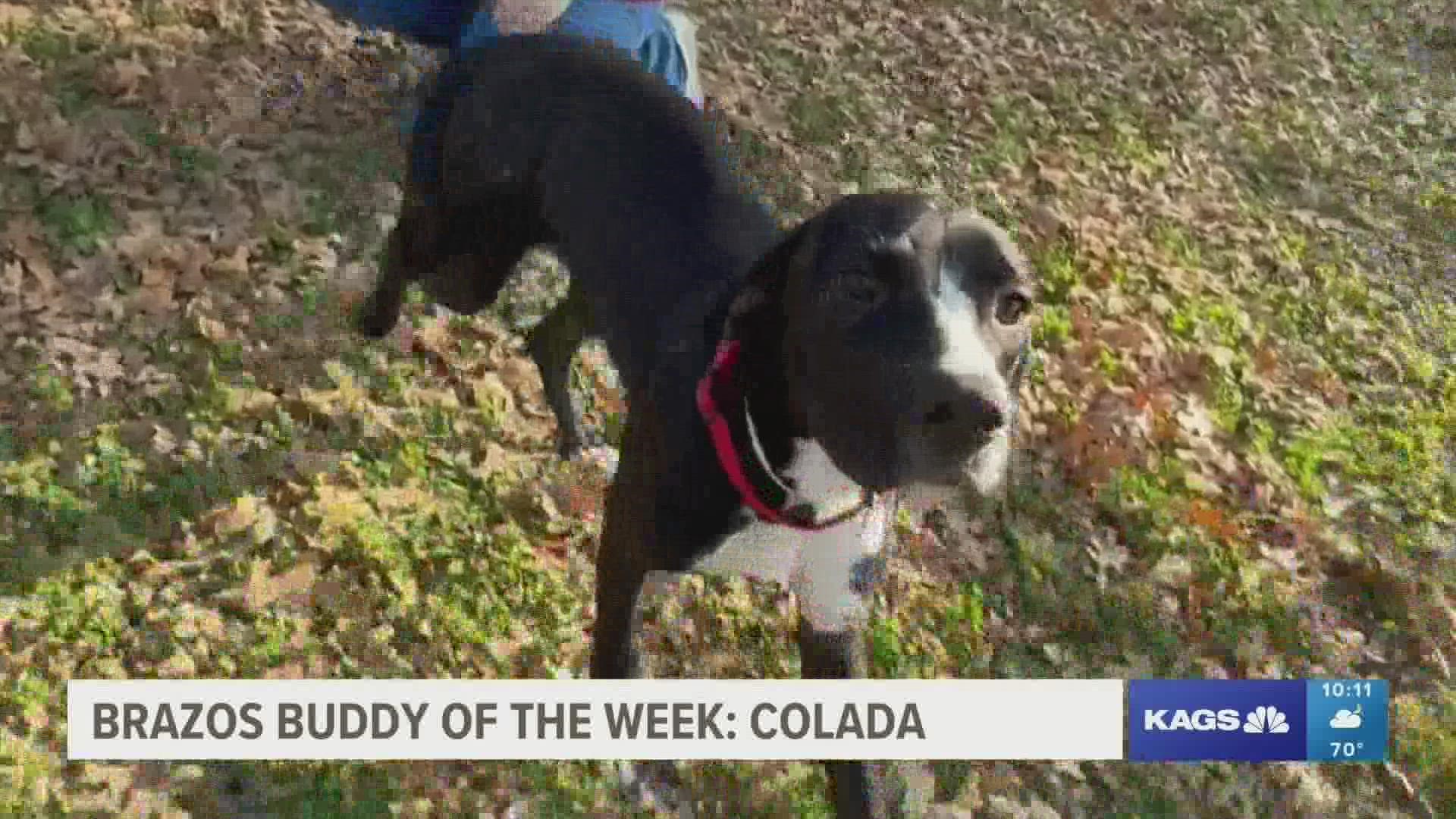 This week's featured Brazos Buddy is Colada, a one-year-old Lab mix that's looking for her forever home.