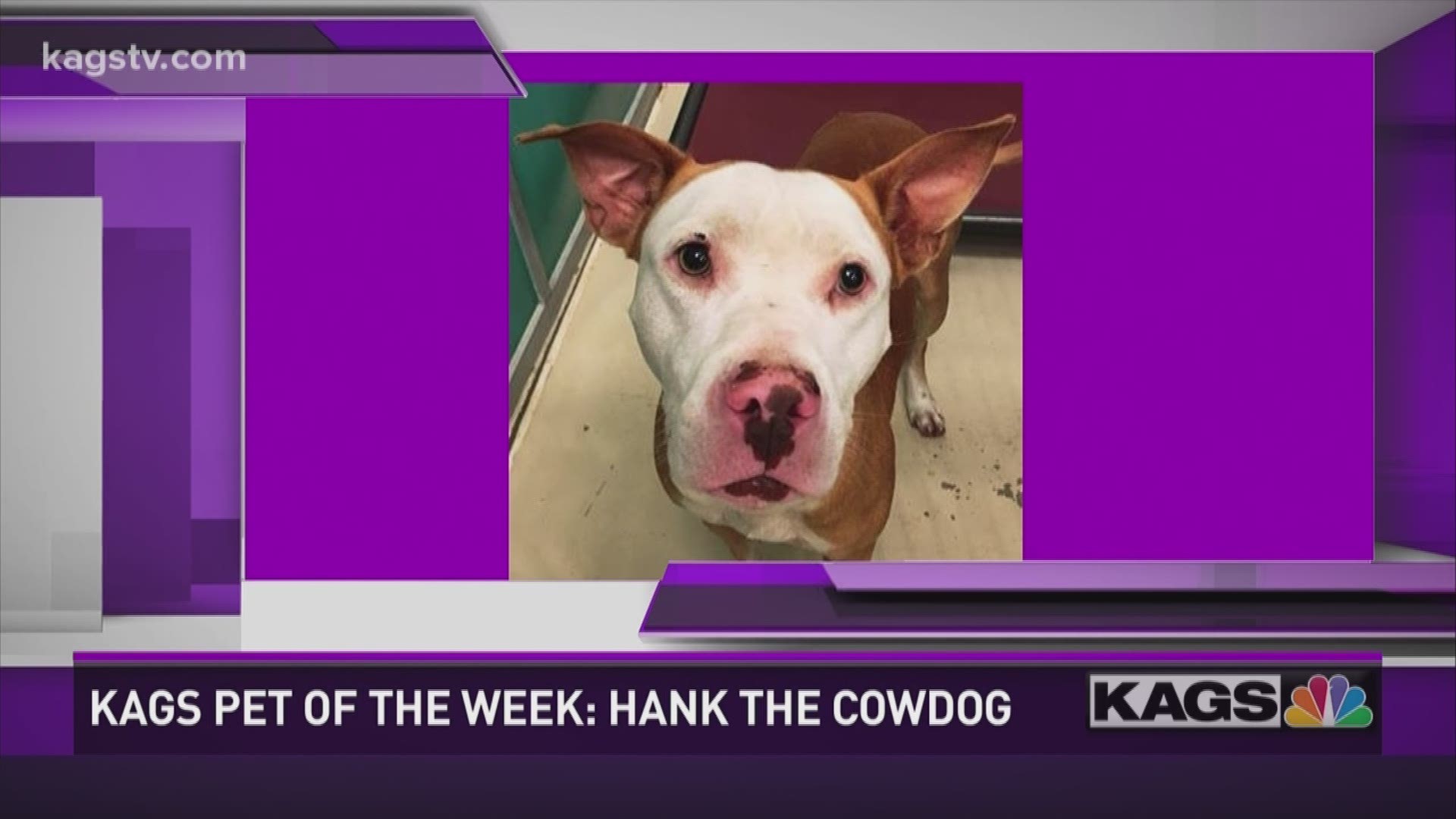 Meet Hank: he needs a forever home.