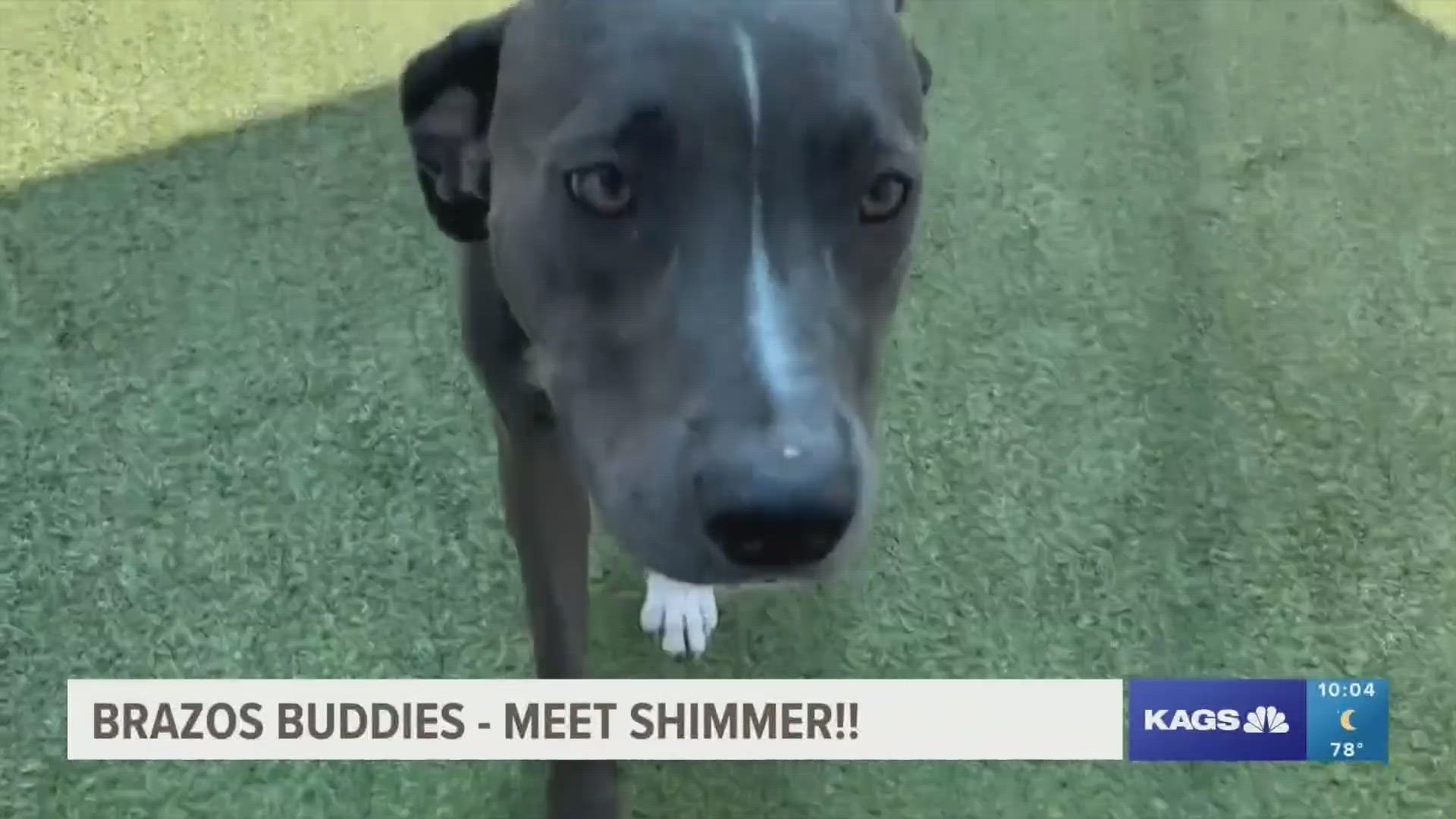 This week's featured Brazos Buddy is Shimmer, a three-year-old Pit Bull mix that's looking to be adopted.