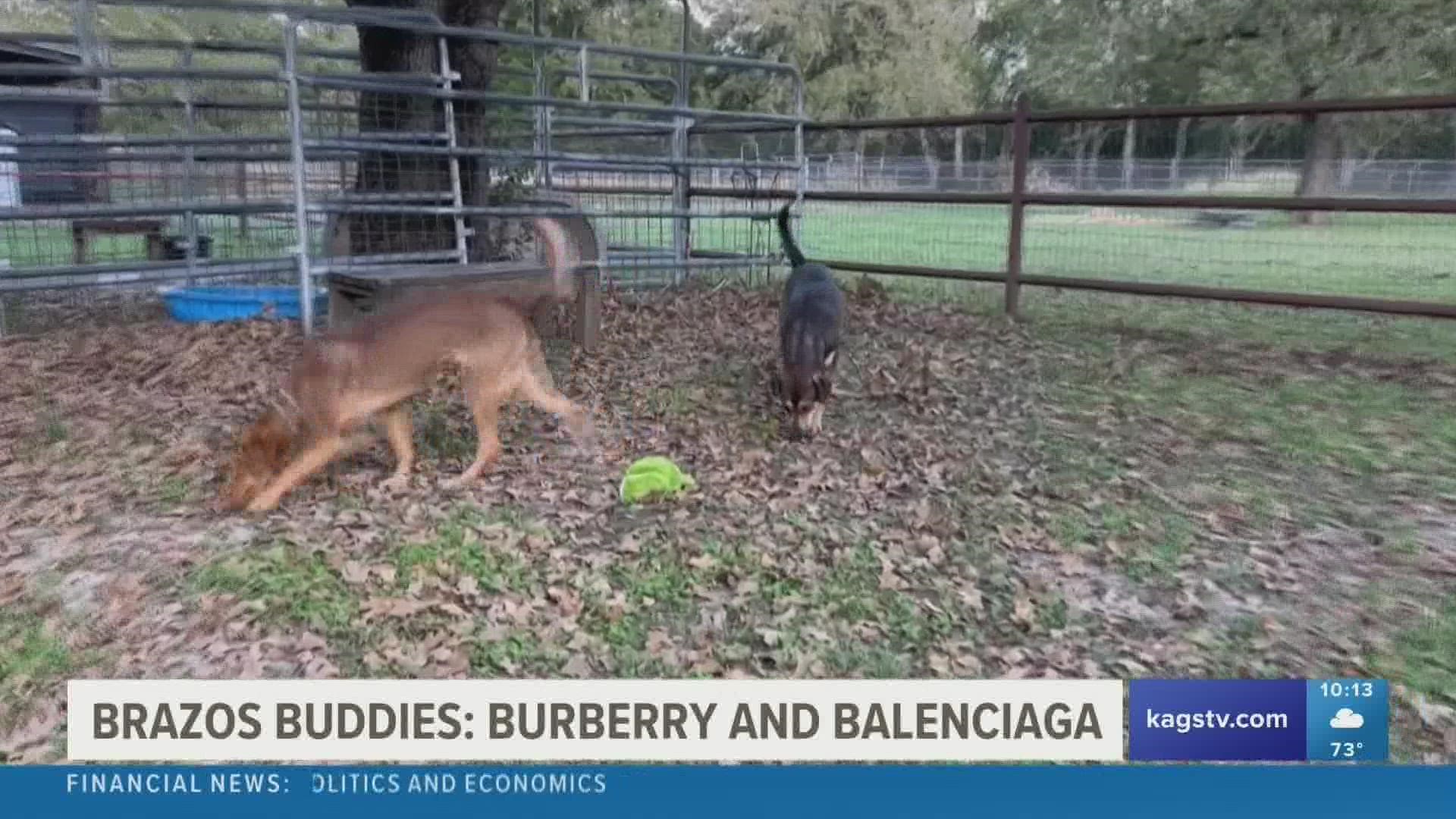 This week's featured Brazos Buddies are Balenciaga and Burberry, two Catahoula mix dogs that are in search of new homes.