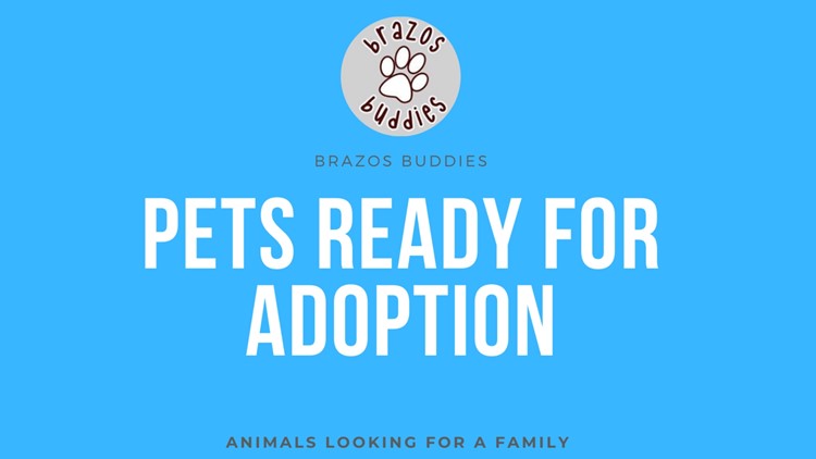 Brazos Buddies: Ready-to- Adopt animals