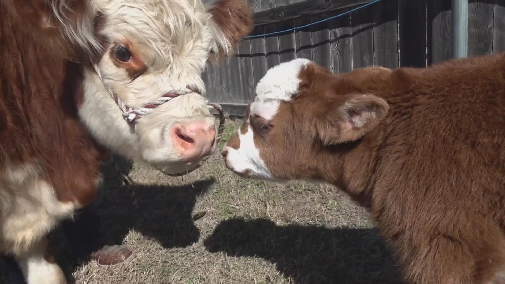 The family is used to raising cattle, but the newest addition to the family has proven to be a bit of a unique case.