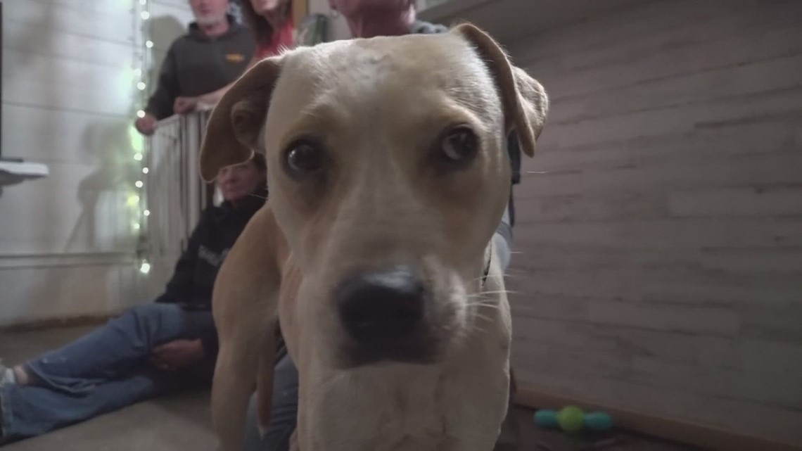 Dog rescued from Marlin Animal Control Center headed to Temple - Vimarsana News