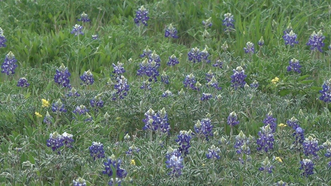 Staying safe while enjoying Bluebonnet season in Central Texas - Vimarsana News