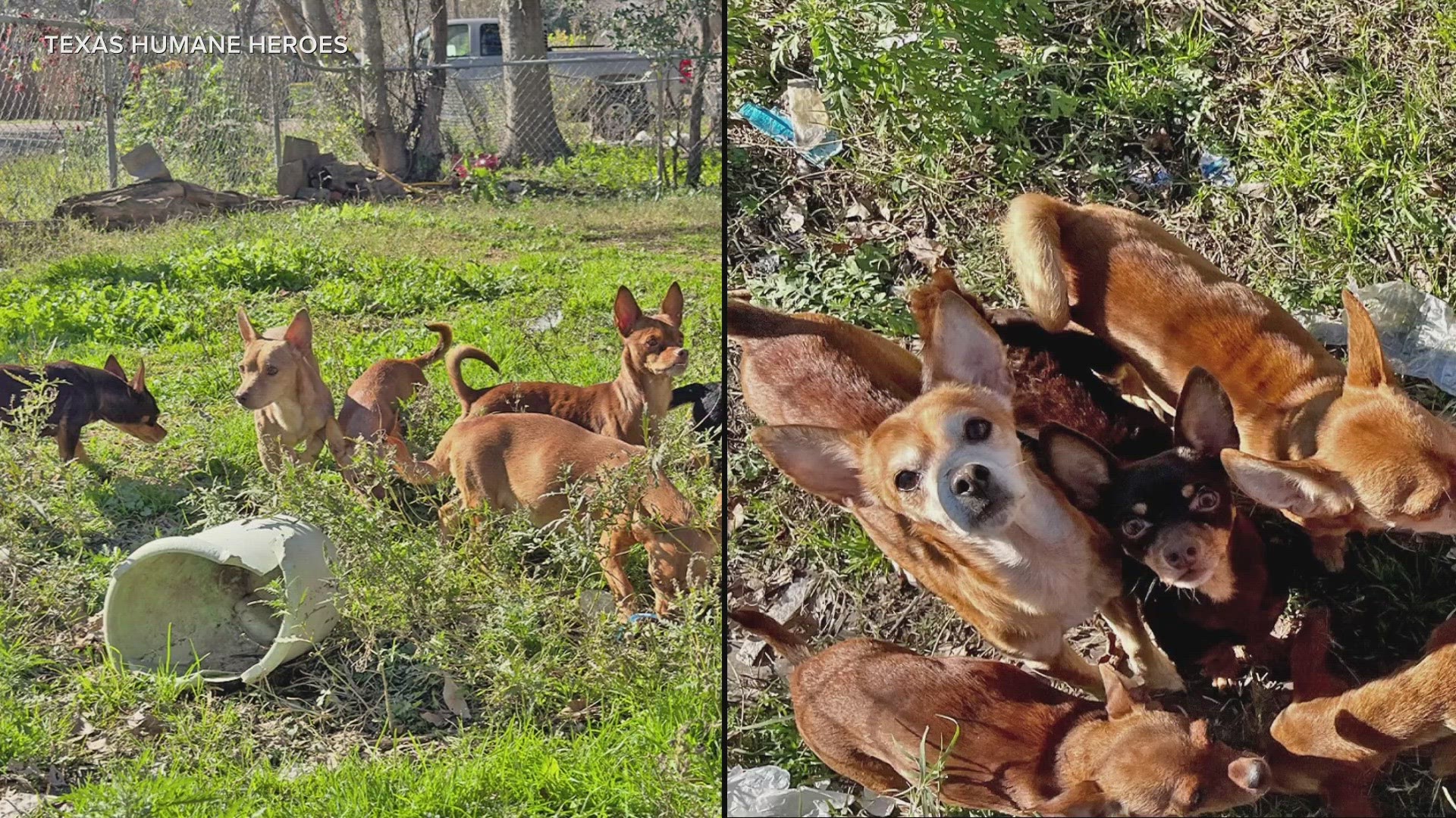 Bellmead Police said an Animal Control Officer swept into action to bring the dogs to a no-kill shelter where they will be prepped for adoption.