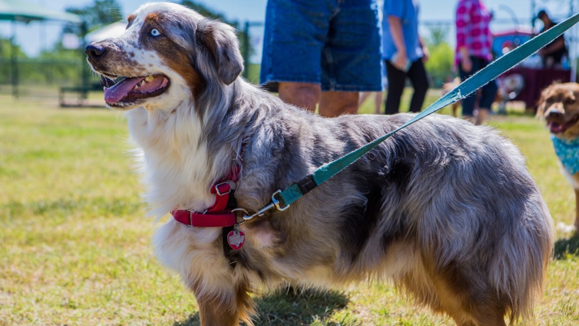 Free pet microchip, rabies vaccine in Bryan - Vimarsana News