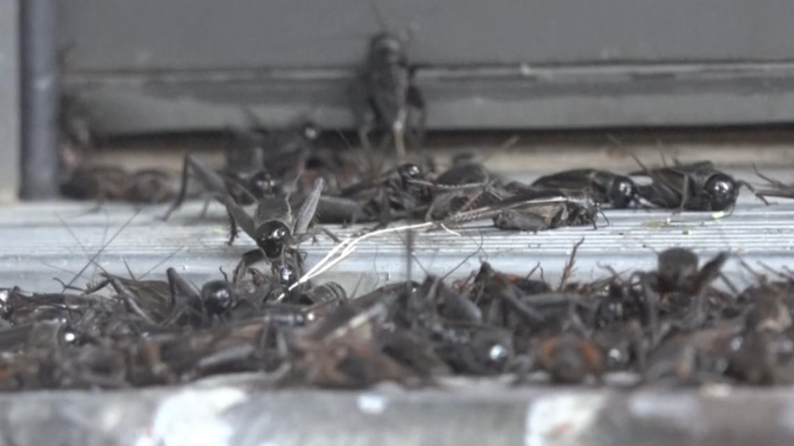 Central Texas News Black crickets invade Texas