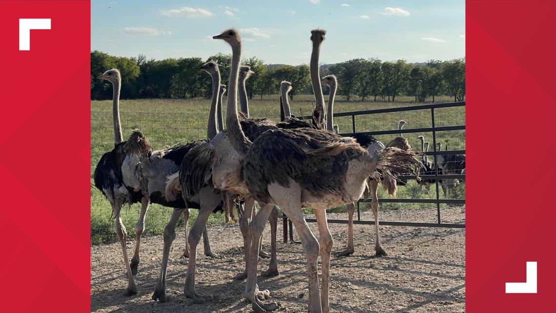 Valley Mills, TX | Over 130 ostriches lost after flood - Vimarsana News