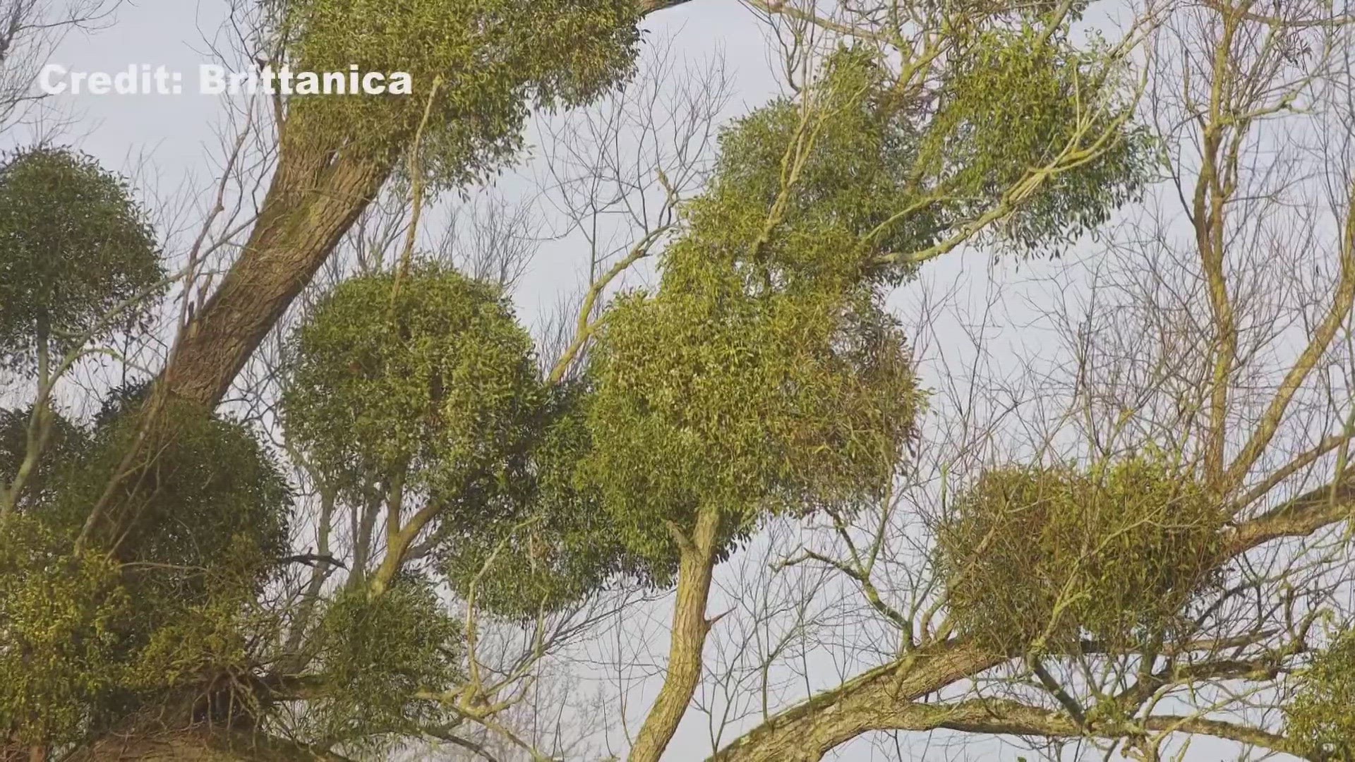 is-mistletoe-poisonous-kagstv